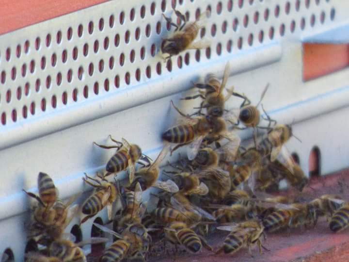api all'ingresso di una arnia