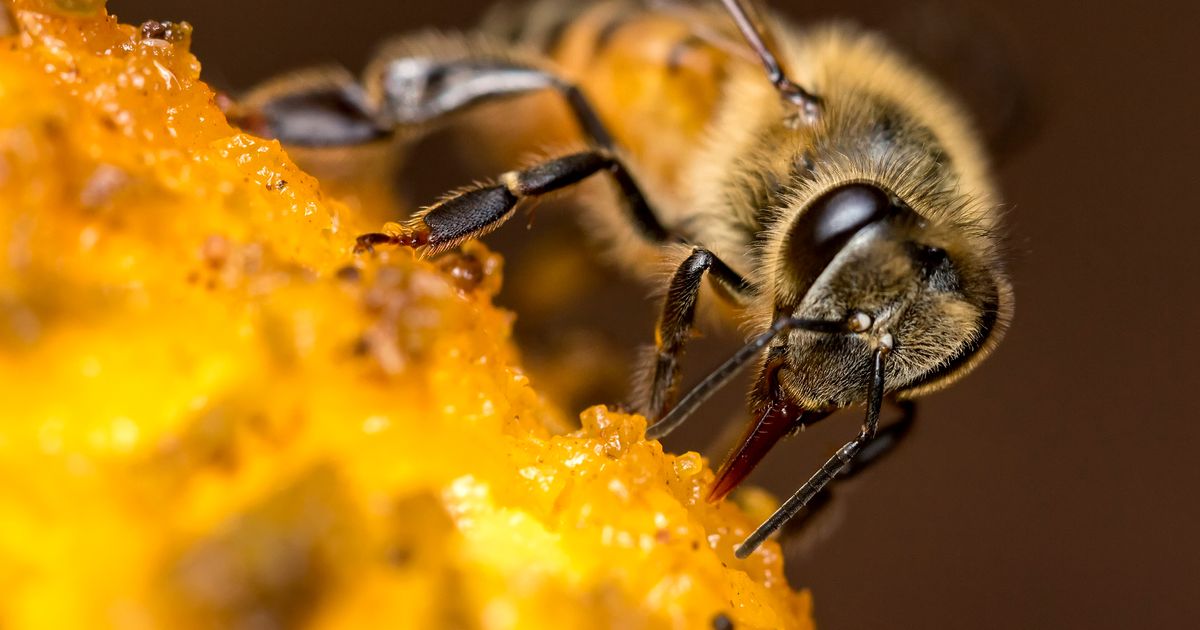 ape su un fiore cerca il nettare